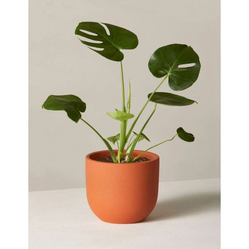 TANAMAN PHILODENDRON MONSTERA DELICIOSA