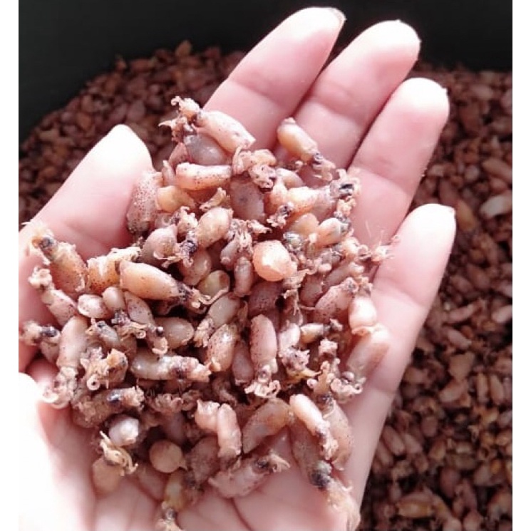 

Baby cumi premium size 0,5 cm 250 gram