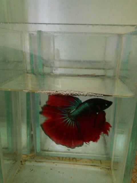 Kawat Anti Sumbat 10 Meter - Pembersih Pipa Air Mampet 10 Meter Sellery