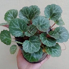 PROMO Tanaman Hias Begonia Strawberry, Siap Tanam dan sudah Berakar tanaman Sehat dan segar