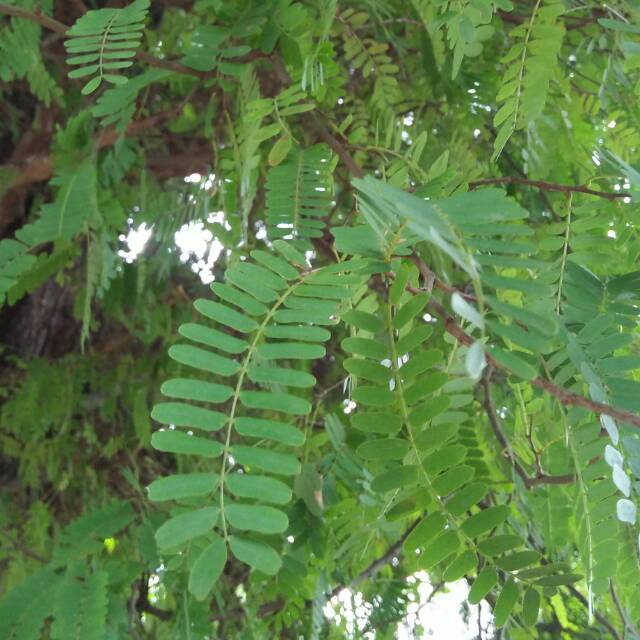 

DAUN SINOM ATAU ASAM JAWA SEGAR