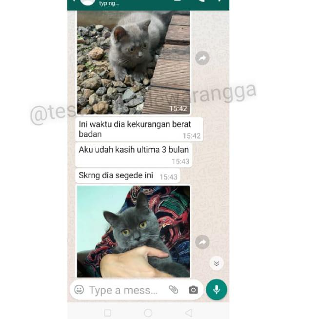 Paket GEMUKIN & NAFSU Makan - Dewarangga 