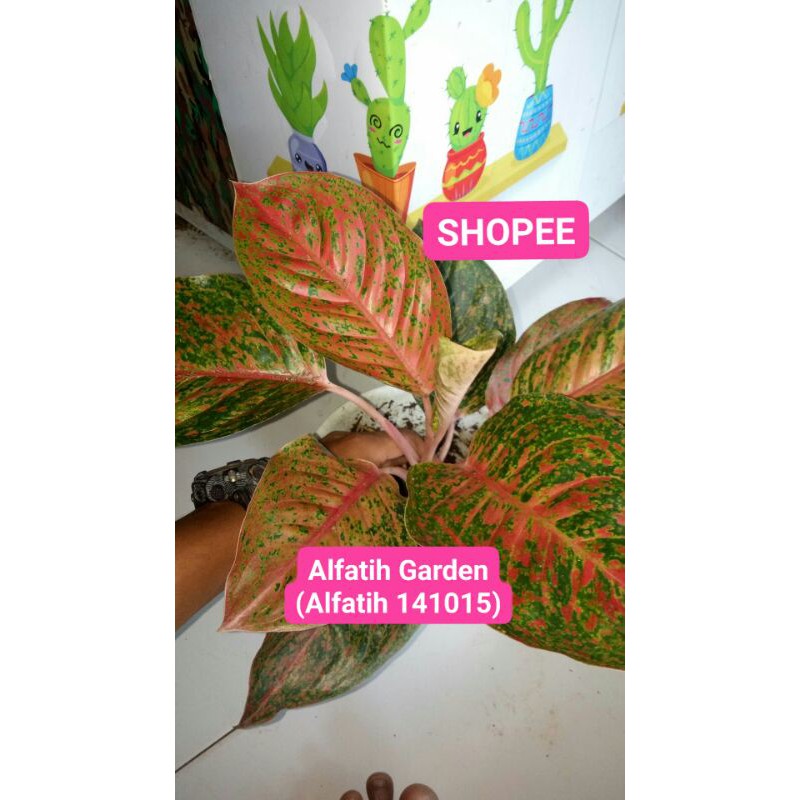 Tanaman hias aglonema moonlight-PROMO // aglonema moonlight induk-MOONLIGHT PROMO-Aglonema Moonlight