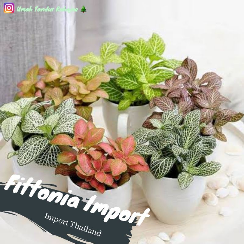Fittonia Fitunia Pitunia Import