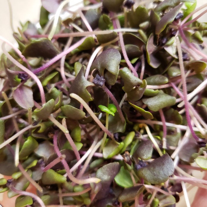 Benih-Bibit Microgreen Basil Bicolor Organik (Haira Seed)