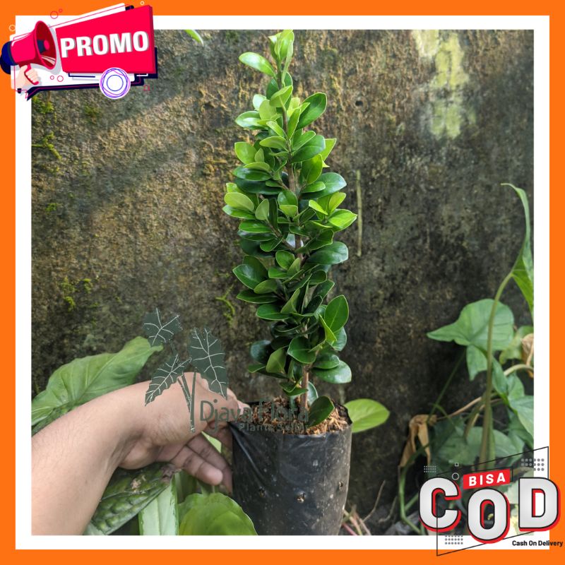 BIBIT BONSAI FICUS KOMPAKTA RAWATAN / BAHAN BONSAI FICUS COMPACTA 40 - 50 CM
