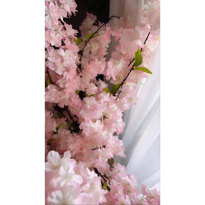 

Premium Pink Sakura / Cherry Blossom [Limited Stock]
