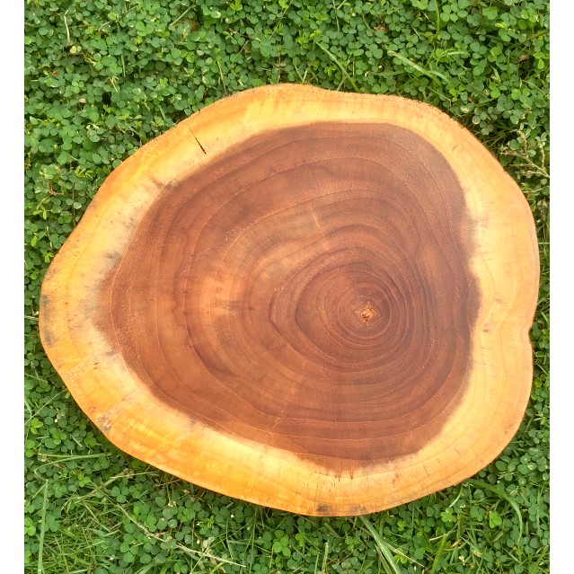 Teak wood 24-25 cm slice log potongan kayu jati dekorasi talenan alas kayu