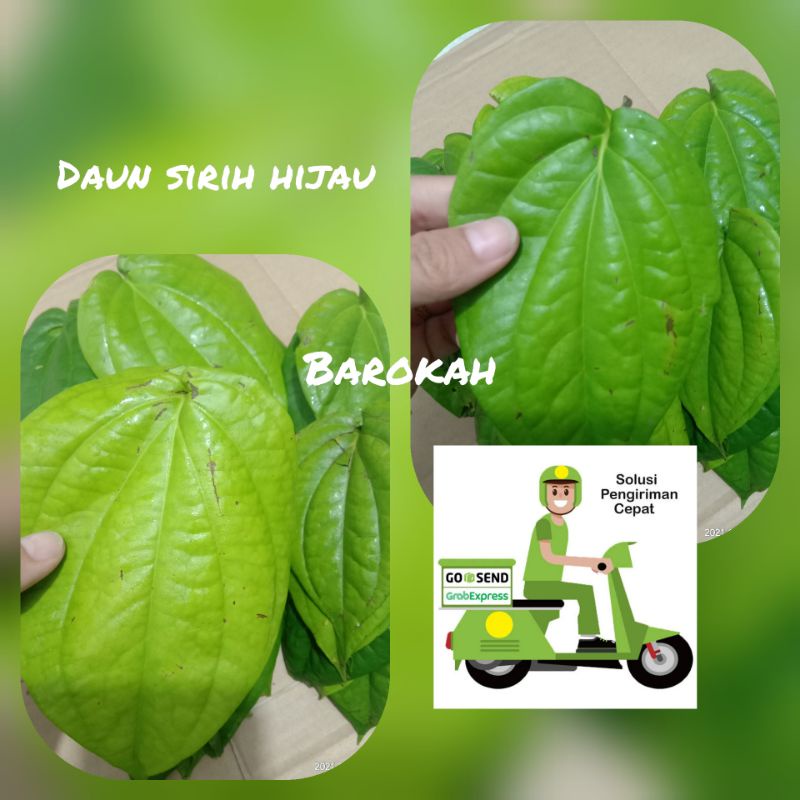 

daun sirih hijau harga per lembar