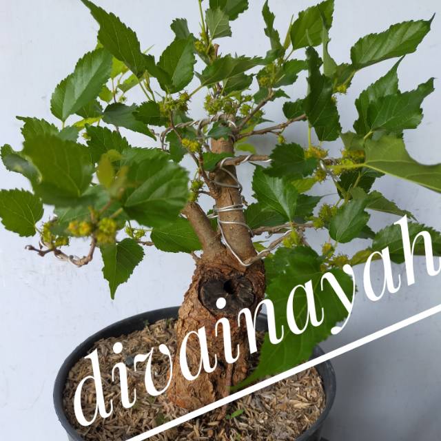 Bonsai murbey murbei besar