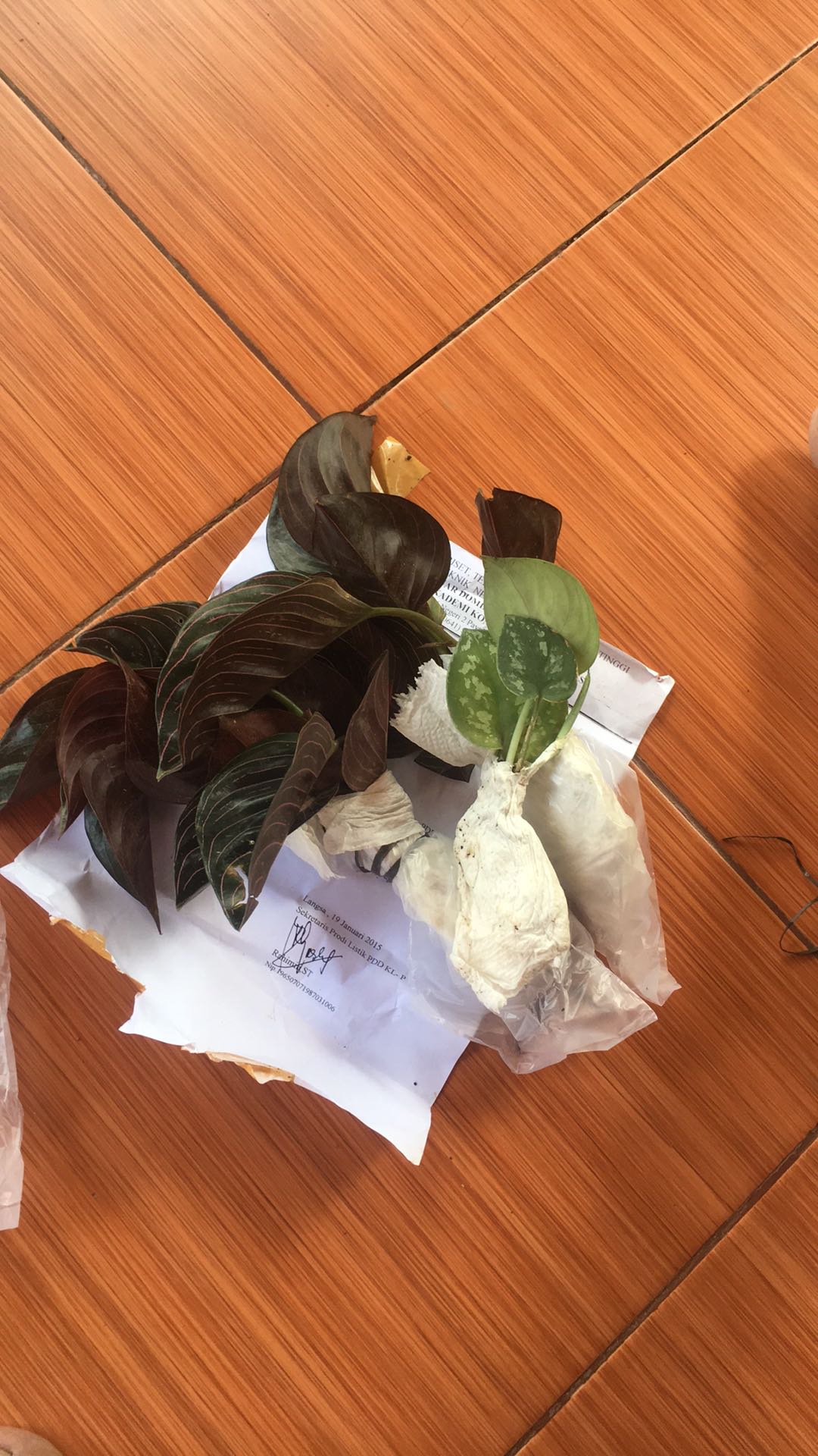 Aglonema Rotundum Aceh