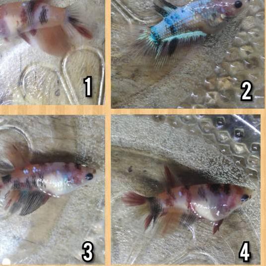 [KODE PRODUK 293] Cupang female  plakat ,halfmoon dan giant ( koi, fancy, nemo dan helboy)