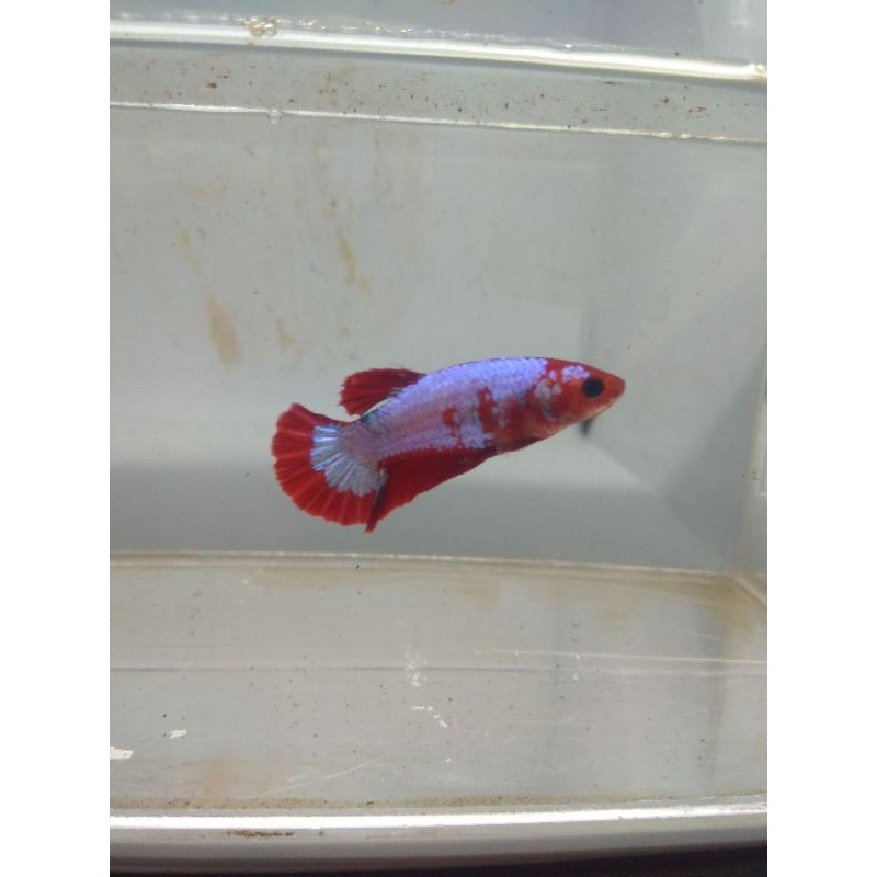 FCCP RED HEAD ( FEMALE )