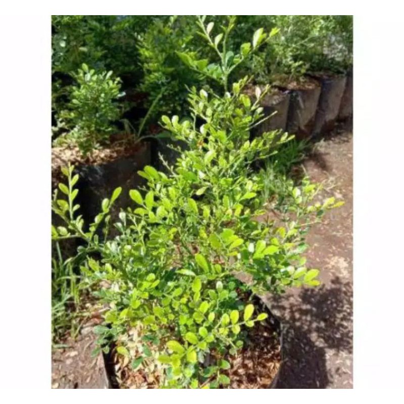 bahan bonsai kemuning micro