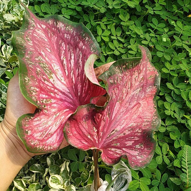 EDISI KELADI INDUKAN LANCE WHORTON - KELADI INFINITI INDUKAN - KELADI BARET INDUKAN