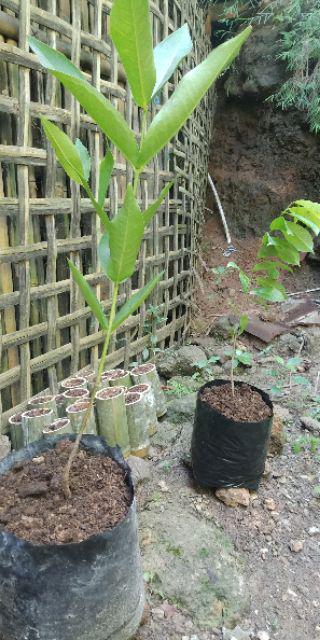 Bibit Jambu Black Diamond Supermurah