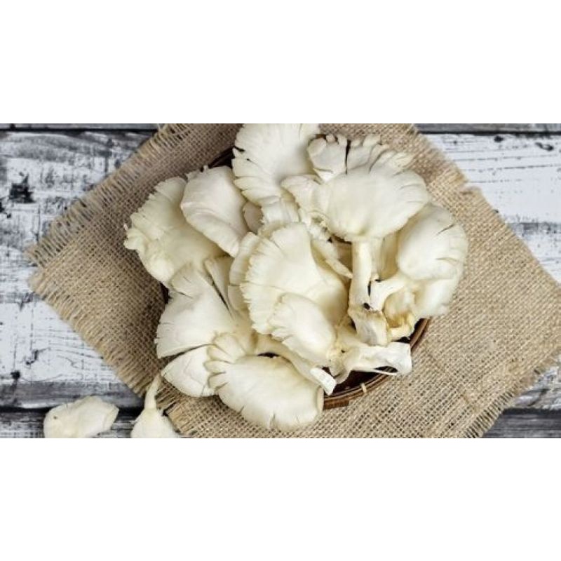 

Jamur || Per Bungkus