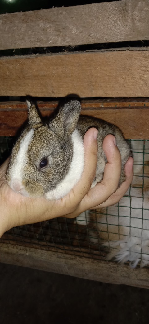 Bswart Batik Hrb026 Kenongo Hem Pendek Padi Pekalongan M L Xl Batik Pria Murah Modern