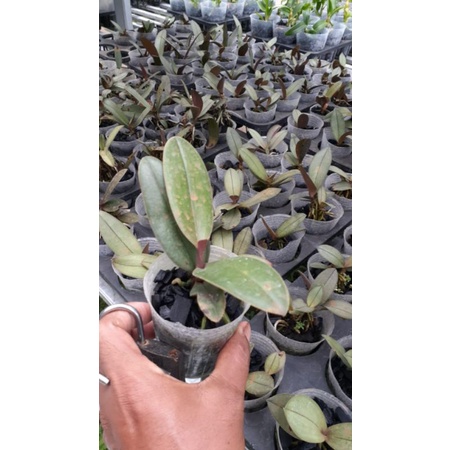ANGGREK  DORITIS MINI, PLANT 1 + SOFT POT