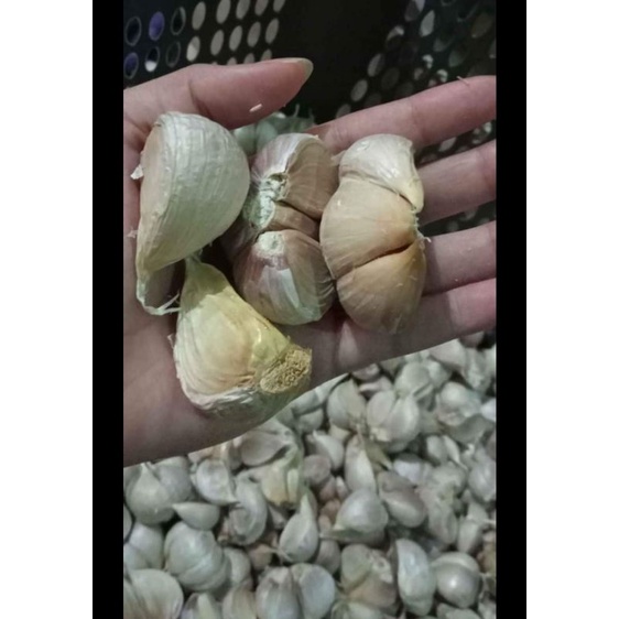 

BAWANG KATING