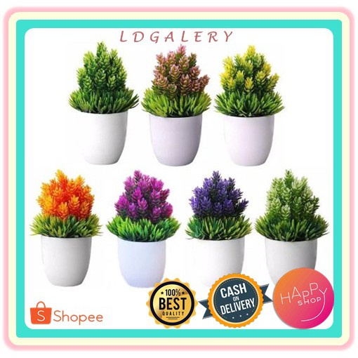 LDG POT1 TANAMAN BUNGA PINUS DEKORASI RUMAH TANAMAN HIAS LDG POT1 TANAMAN BUNGA PINUS DEKORASI RUMAH TANAMAN HIAS
