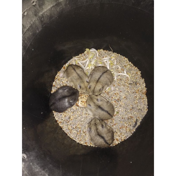 Hamster Campbell Polos Dewasa Indukan