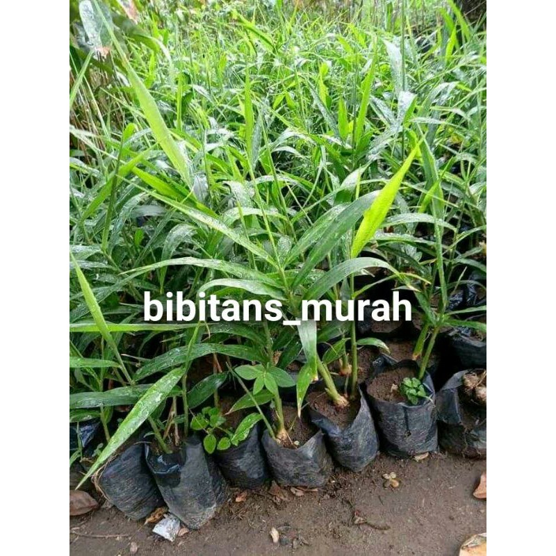 Bibit Jahe Merah Super