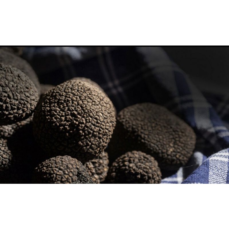 

Fresh Whole Black Italian Truffle Mushroom Jamur Hitam Italy - 1000gr