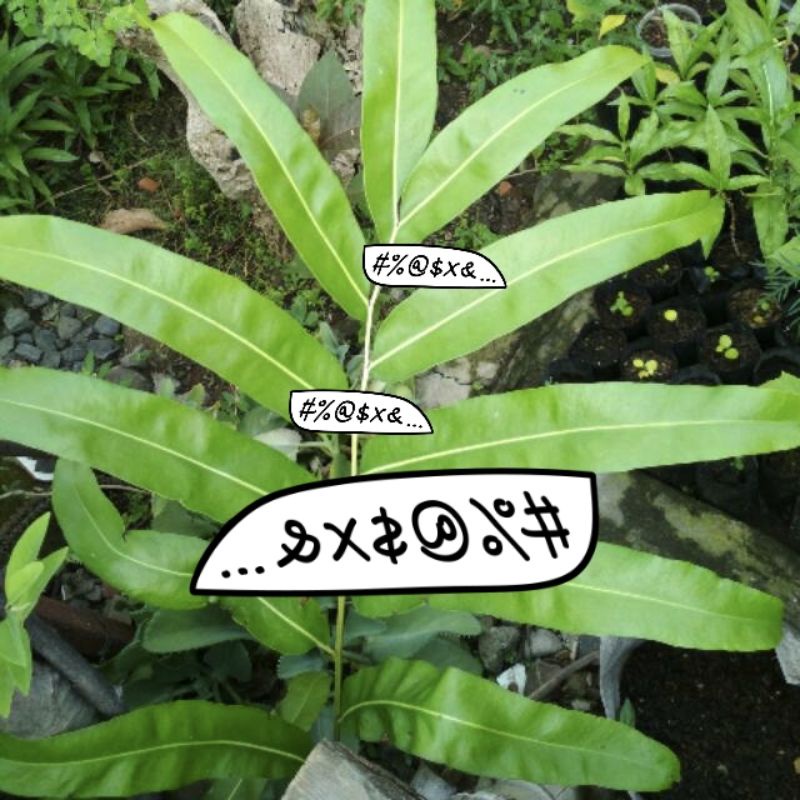 Daun warakas obat herbal alami membantu anak cepat jalan