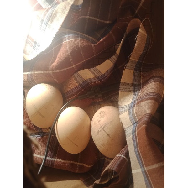 

Telur ayam peluang kokok panjang badan jumbo