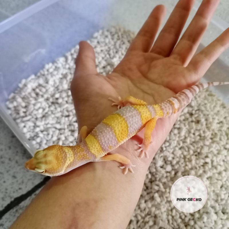 READY STOCK - Leopard Gecko Tremper Lavender