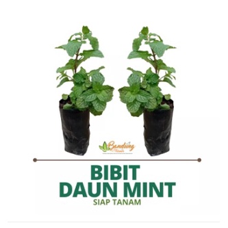 BIBIT DAUN MINT// PAPERMINT