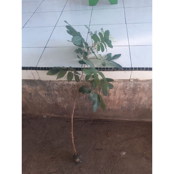 bibit fresh cangkok kelengkeng matalada