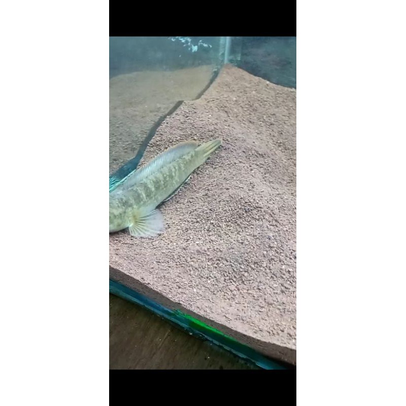 limbata golden base pair