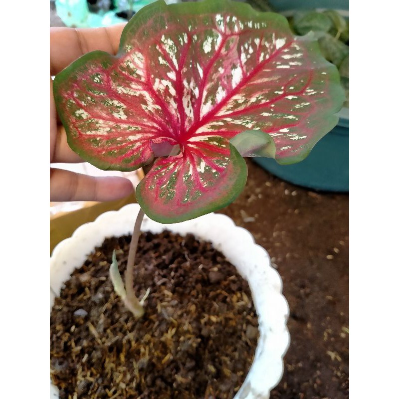 caladium lance whorton
