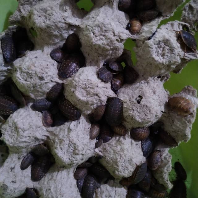 Kecoa Dubia Nymph Anakan Ukuran 1cm Sd 2 Cm Pengganti Jangkrik