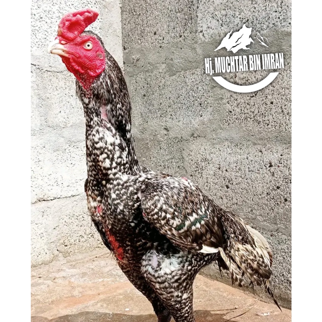 Ayam Bangkok Aseel Asli HJ MUCHTAR BIN IMRAN telur fertil siap tetas