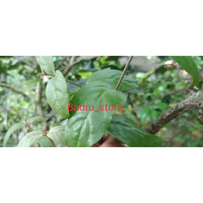 Benalu jeruk mangganeh obat herbal