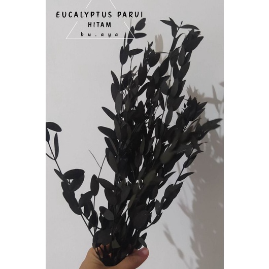 Bunga Kering Eucalyptus Parvi Dried Flower Dekorasi Mahar