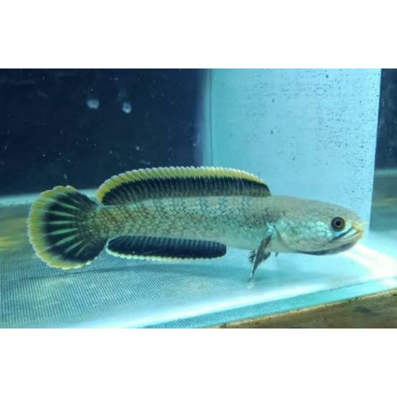 baby limbata rim tebal 4-5 cm CB