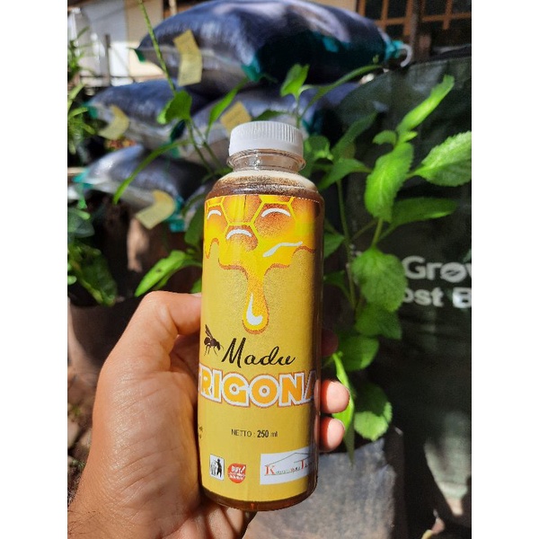 

Madu Trigona Sumbawa