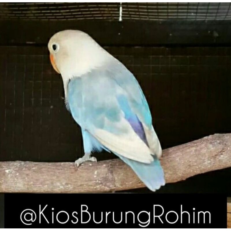 burung lovebird pasbir jantan/betina paud dan dewasa