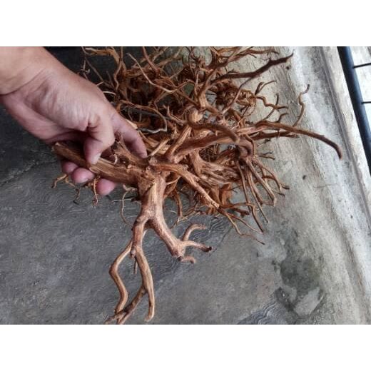 Kayu Rasamala (size s) untuk Dekorasi Aquascape