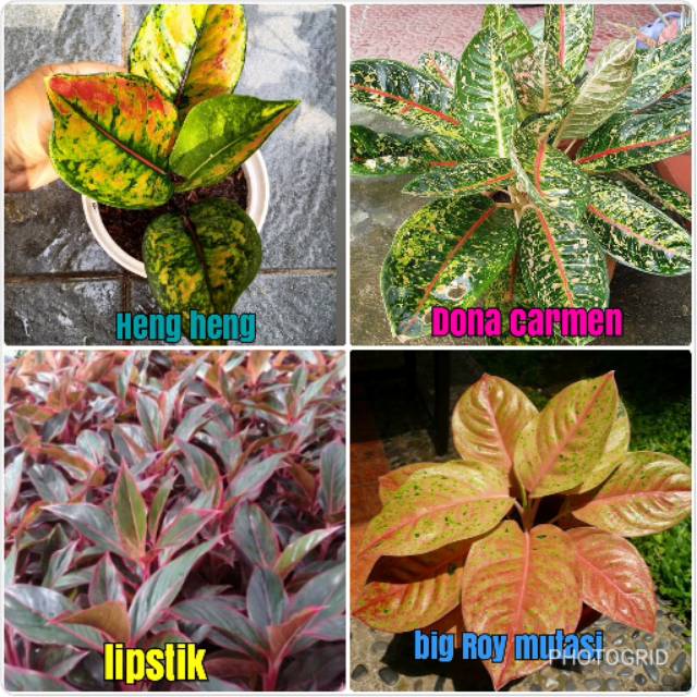4 aglonema murah meriah
