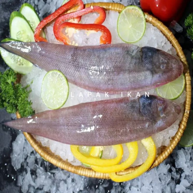 

Ikan Lidah Segar Fresh Bergaransi 1Kg