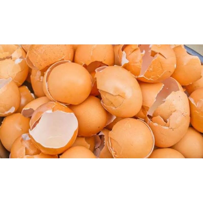 

cangkang telur ( grid merpati)