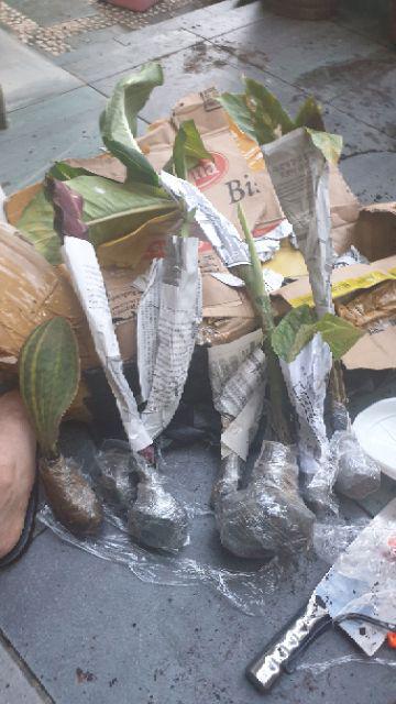 Tanaman Asoka Bunga Merah / Tanaman Soka Bangkok