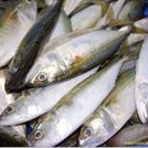 

IKAN PEDA SEGAR per ±500 gram