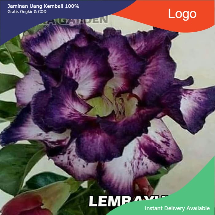 

Bibit Bunga Kamboja Adenium Lembayung