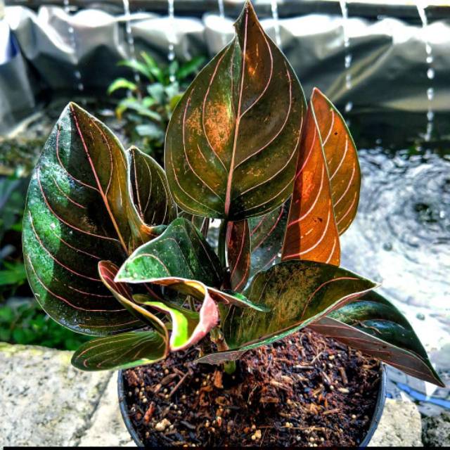 Tanaman hias aglonema rotundum Aceh - aglonema rotundum - Aglo Aceh rotundum